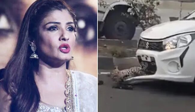 Shocking Video: Leopard Gets Hit By Car On Busy Highway | Raveena Tondon Reaction On Leopard Accident
