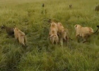 Viral Video: Lioness Attacked By Hyenas, There Was A Terrible Gang War, Then Friends Saved Life