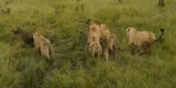Viral Video: Lioness Attacked By Hyenas, There Was A Terrible Gang War, Then Friends Saved Life