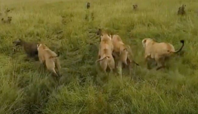 Viral Video: Lioness Attacked By Hyenas, There Was A Terrible Gang War, Then Friends Saved Life