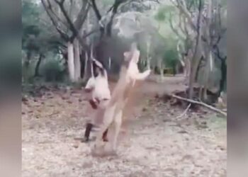 VIDEO: शेरनी के साथ ऐसे खेलता है शख्स जैसे हो बरसों की यारी, बिल्ली की तरह लगाती है छलांग