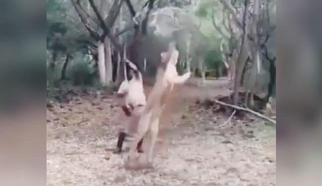 VIDEO: शेरनी के साथ ऐसे खेलता है शख्स जैसे हो बरसों की यारी, बिल्ली की तरह लगाती है छलांग