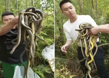 MAN HOLDING HERD OF LIVING SNAKES GOT 8 MILLION VIEWS | Man Captures Snake Herd Unable To Count In Hand