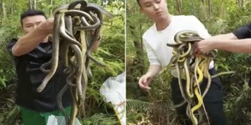 MAN HOLDING HERD OF LIVING SNAKES GOT 8 MILLION VIEWS | Man Captures Snake Herd Unable To Count In Hand