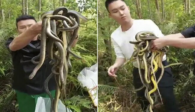MAN HOLDING HERD OF LIVING SNAKES GOT 8 MILLION VIEWS | Man Captures Snake Herd Unable To Count In Hand