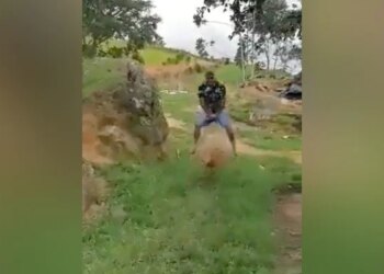 Video Of Hippopotamus And Goat Goes Viral On Social Media, See Here