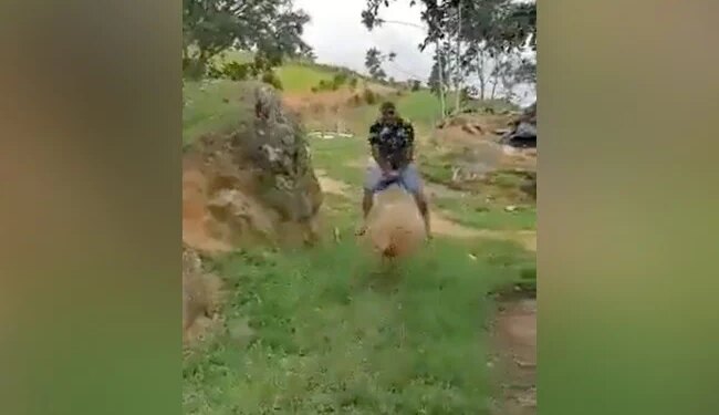 Video Of Hippopotamus And Goat Goes Viral On Social Media, See Here