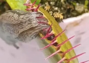 Viral Video Of A Tiny Insect Trapped In A Carnivorous Plant