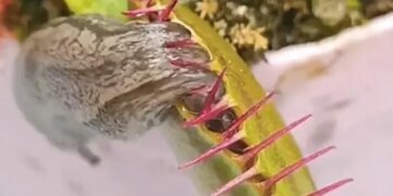 Viral Video Of A Tiny Insect Trapped In A Carnivorous Plant