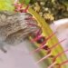 Viral Video Of A Tiny Insect Trapped In A Carnivorous Plant