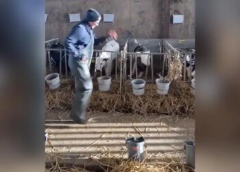 Have You Ever Seen Cows Calves Dancing, A Smile Will Come On Your Face After Seeing The Cute Video