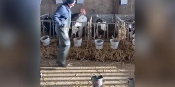 Have You Ever Seen Cows Calves Dancing, A Smile Will Come On Your Face After Seeing The Cute Video