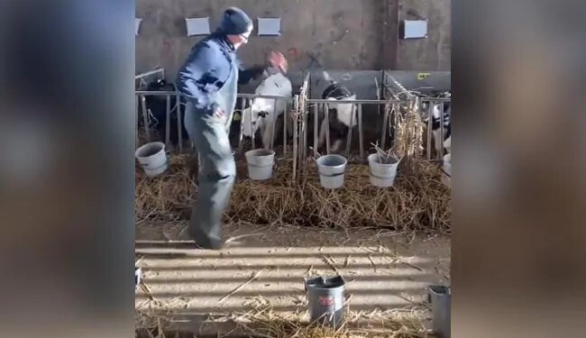 Have You Ever Seen Cows Calves Dancing, A Smile Will Come On Your Face After Seeing The Cute Video
