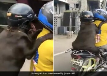 Dog Ride On Bike With Helmet Heart Winning Video Goes Viral On Social Media