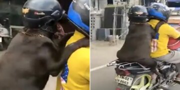 Dog Ride On Bike With Helmet Heart Winning Video Goes Viral On Social Media