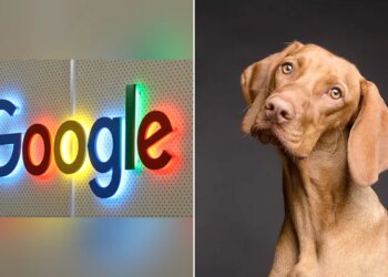 Google Asked What Dog Would Search Google | Google Wants To Know What Dogs Would Use Internet For