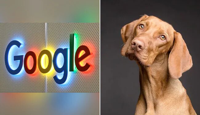 Google Asked What Dog Would Search Google | Google Wants To Know What Dogs Would Use Internet For