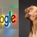 Google Asked What Dog Would Search Google | Google Wants To Know What Dogs Would Use Internet For