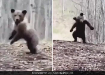 Bear Dancing In The Forest And Enjoying Fun Like Never Seen Before Internet Loves It See Viral Video