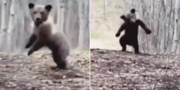 Bear Dancing In The Forest And Enjoying Fun Like Never Seen Before Internet Loves It See Viral Video