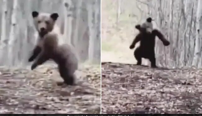 Bear Dancing In The Forest And Enjoying Fun Like Never Seen Before Internet Loves It See Viral Video