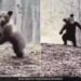 Bear Dancing In The Forest And Enjoying Fun Like Never Seen Before Internet Loves It See Viral Video