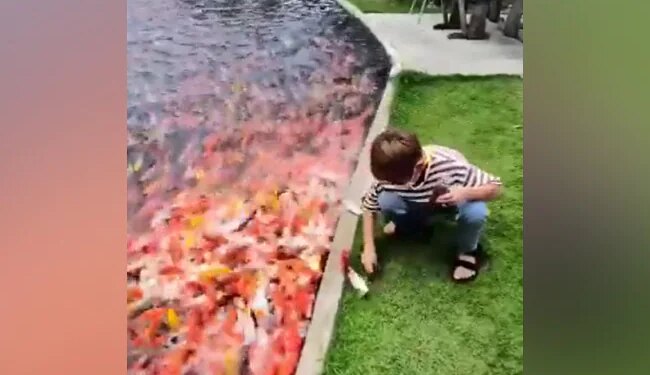 तालाब से एक के बाद एक बाहर आई मछलियां, देखिए कैसे जान बचा रहा है बच्चा