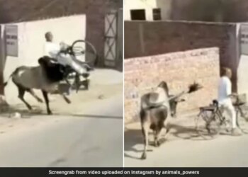 Bull Attacked On Old Man Going On A Bicycle Jumped And Slammed Him In The Air See Hair Raising Video