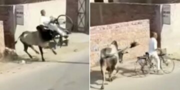 Bull Attacked On Old Man Going On A Bicycle Jumped And Slammed Him In The Air See Hair Raising Video