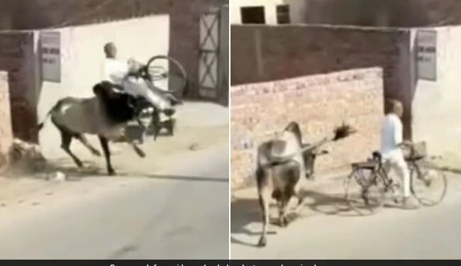 Bull Attacked On Old Man Going On A Bicycle Jumped And Slammed Him In The Air See Hair Raising Video