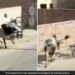 Bull Attacked On Old Man Going On A Bicycle Jumped And Slammed Him In The Air See Hair Raising Video