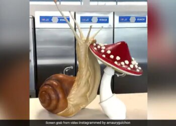 Chef Amaury Guichon Made Giant Snails And Mushrooms Out Of Chocolate Stunned The Minds Of Chocolate Lovers – शेफ ने चॉकलेट से बनाया जॉइंट स्नेल और मशरूम, कलाकारी देख आप भी कहेंगे