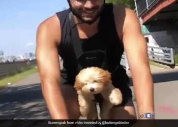 This Cute Dog Is Floating Or Cycling In The Air, Beautiful VIDEO Will Win Your Heart