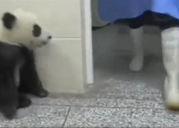 Video Of Panda Insisting Like A Child Goes Viral On Social Media