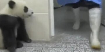 Video Of Panda Insisting Like A Child Goes Viral On Social Media