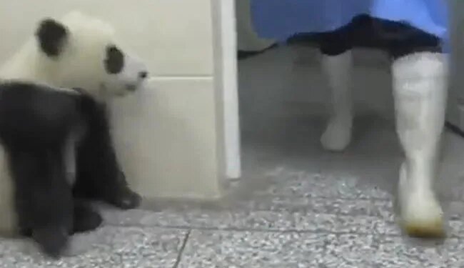 Video Of Panda Insisting Like A Child Goes Viral On Social Media