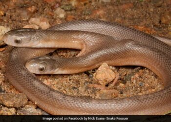 Rare Two Headed Snake Rescued In South Africa Internet Says A Strange Sight – घर के बगीचे में रेंगता मिला दो सिर वाला सांप, दुर्लभ जीव को देख दंग रह गए लोग, बोले