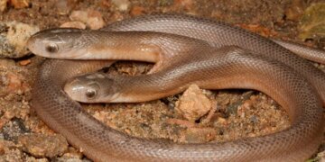 Rare Two Headed Snake Rescued In South Africa Internet Says A Strange Sight – घर के बगीचे में रेंगता मिला दो सिर वाला सांप, दुर्लभ जीव को देख दंग रह गए लोग, बोले