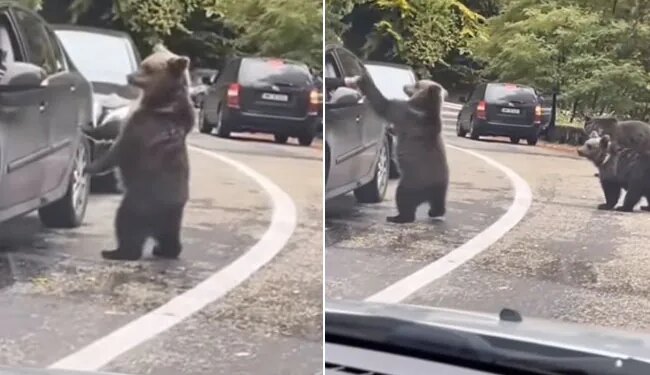 जंगली भालू ने कार में बैठे शख्स के साथ किया कुछ ऐसा कि हैरान रह गए लोग, देखें VIDEO
