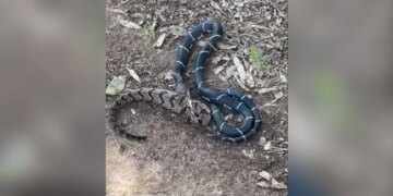 Snake Eating Bigger Snake Internet Shocked To See This Hair Raising Video