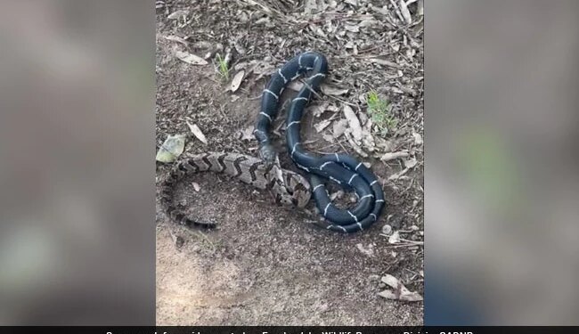 Snake Eating Bigger Snake Internet Shocked To See This Hair Raising Video