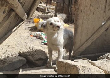 Dog Looking For Family Members After Afghanistan Earthquake Moves Internet Heartbreaking Photo Goes Viral