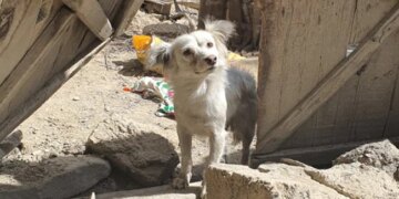 Dog Looking For Family Members After Afghanistan Earthquake Moves Internet Heartbreaking Photo Goes Viral