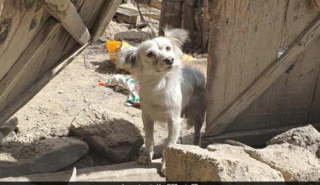 Dog Looking For Family Members After Afghanistan Earthquake Moves Internet Heartbreaking Photo Goes Viral