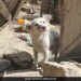 Dog Looking For Family Members After Afghanistan Earthquake Moves Internet Heartbreaking Photo Goes Viral
