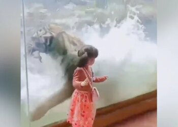 Viral Video Of A Tiger And Little Girl Gives You Goosebumps, Know More Details On This Video