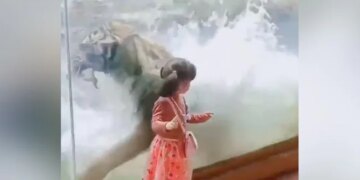 Viral Video Of A Tiger And Little Girl Gives You Goosebumps, Know More Details On This Video