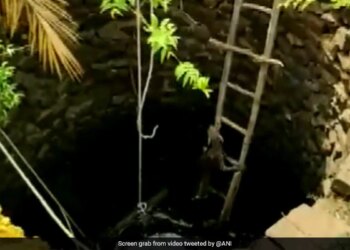 Leopard Dramatically Rescued From Well In Odisha By Using This Technique See Video – कुएं में गिर गया था तेंदुआ, रेस्क्यू के दौरान अपनाई गई ऐसी तकनीक, सीढ़ियों से चढ़कर खुद ही आया बाहर