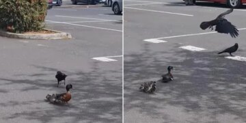 Viral Video Of Mother Duck Taught A Lesson To The Crow Who Are Troubling The Ducklings – बत्तख के बच्चों को परेशान कर रहा था कौआ, जैसे ही पास आया, मां ने ऐसे सिखाया सबक