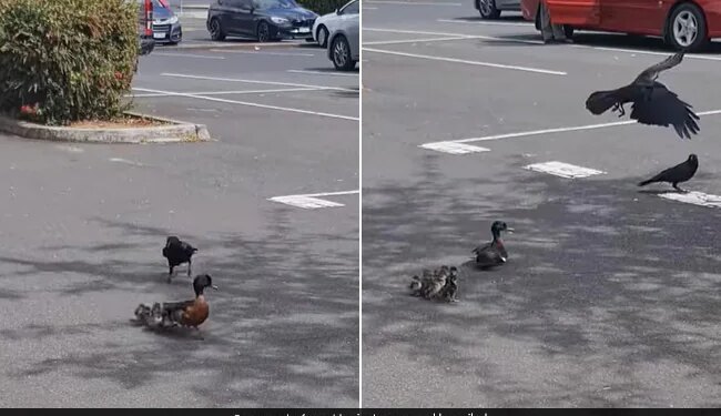 Viral Video Of Mother Duck Taught A Lesson To The Crow Who Are Troubling The Ducklings – बत्तख के बच्चों को परेशान कर रहा था कौआ, जैसे ही पास आया, मां ने ऐसे सिखाया सबक